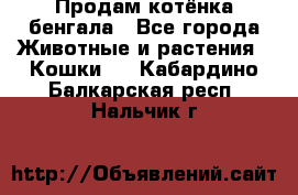 Продам котёнка бенгала - Все города Животные и растения » Кошки   . Кабардино-Балкарская респ.,Нальчик г.